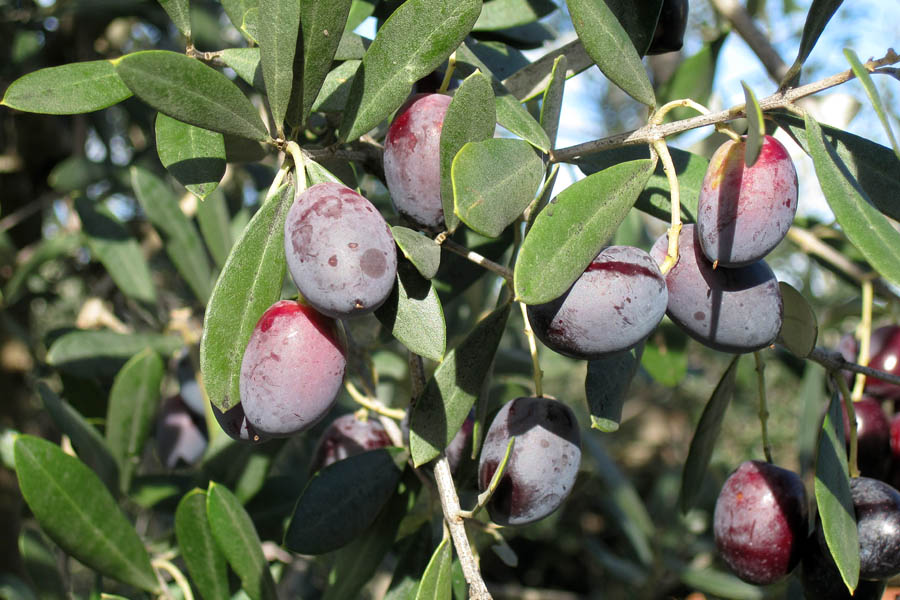 Sofranızı Renklendiren Mucizevi Meyve Yaban Mersinli Mor Zeytin